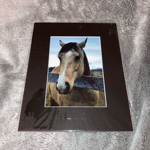 Horse Photograph